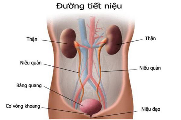 Cẩn thận với các biến chứng khi quý ông bị viêm đường tiết niệu - 1