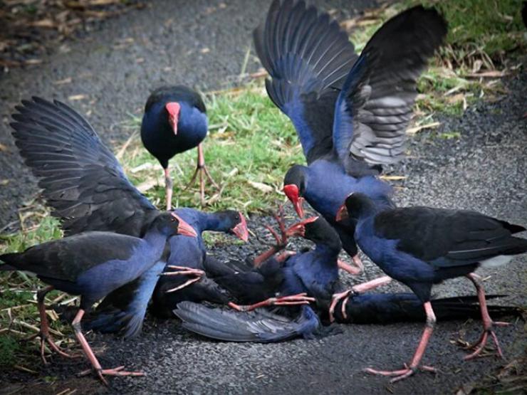 Thị trường - Tiêu dùng - Ngắm loài chim "hung dữ" biết giữ nhà như chó, ở Việt Nam nuôi bán mỗi con cả triệu đồng