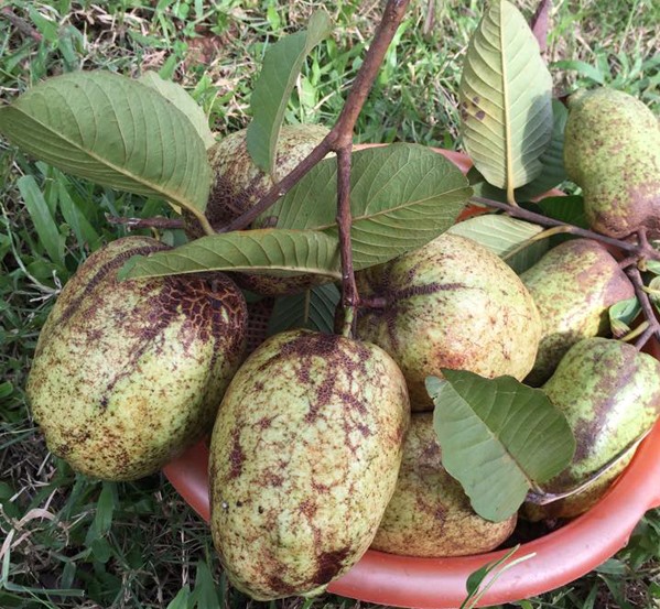 Được biết, trước đây chị và gia đình trồng
phần lớn là rau củ, tuy nhiên sau đó chuyển sang cây ăn quả. Vườn
nhà chị có đủ loại từ bưởi diễn, đu đủ, cam, mít ta, ổi lê, ổi
găng, xoài, khế ngọt, chanh đến một số loại hoa.