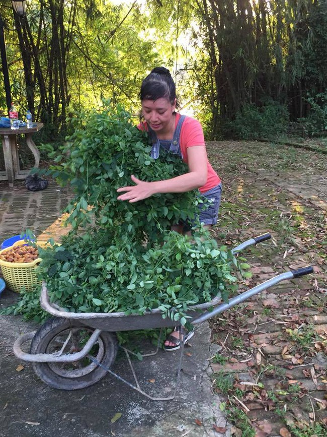 Thậm chí Chiều Xuân phải dùng cả xe đẩy để thu
hoạch rau.