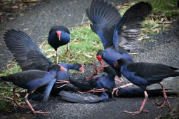 Thị trường - Tiêu dùng - Ngắm loài chim "hung dữ" biết giữ nhà như chó, ở Việt Nam nuôi bán mỗi con cả triệu đồng