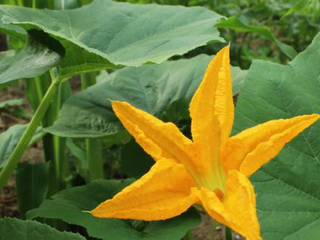 Sức khỏe đời sống - Hoa bí ngô dùng thế nào để có lợi cho sức khỏe?