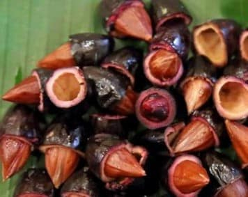 Vụ trám đen không dài bằng vụ trám trắng. Ảnh minh họa.