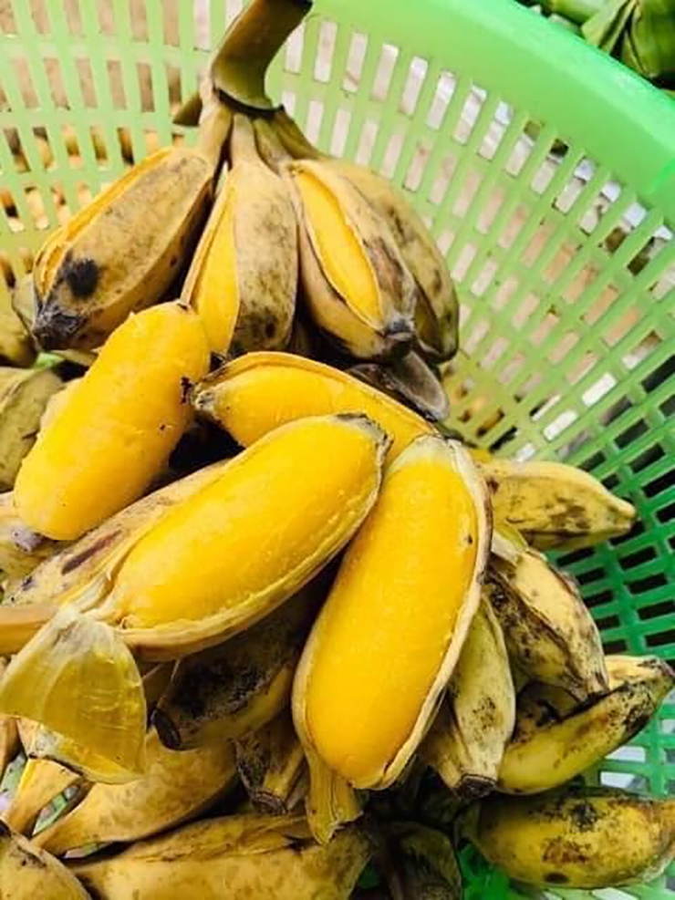 Chuối để chế biến phải chớm chín, vỏ ngả màu vàng.
