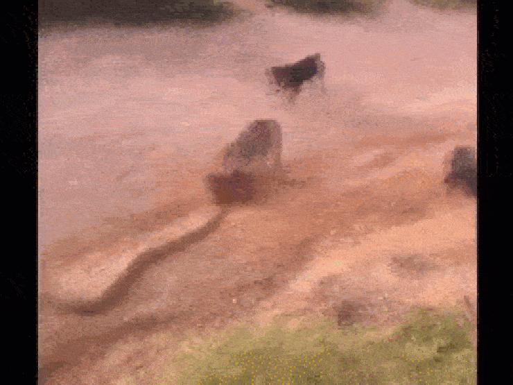 Media - Chó nhà giăng ‘thiên la địa võng’, cắn xé rắn hổ mang khủng bỏ mạng