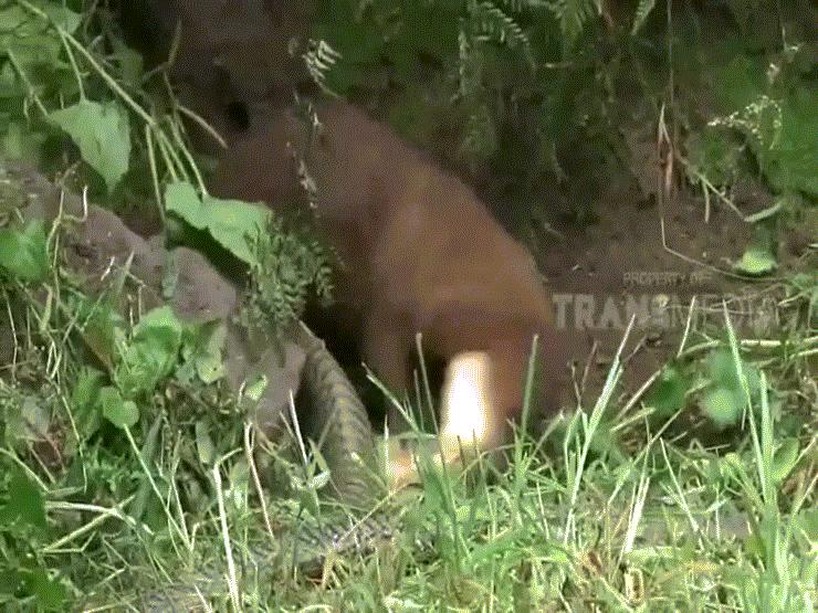 Phi thường - kỳ quặc - Video: Đụng độ "thiên địch" cầy mangut, hổ mang chúa bị cắn lệch cả hàm