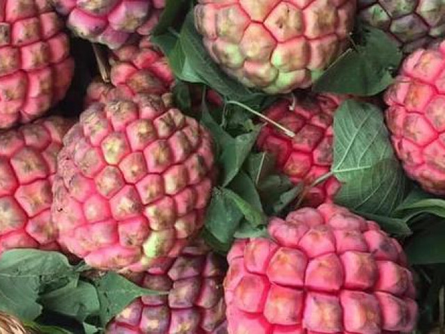 Thị trường - Tiêu dùng - Điều đặc biệt của loại na ruột đỏ giá đắt gấp 3 lần “chỉ ngửi không ăn” nhiều người săn lùng