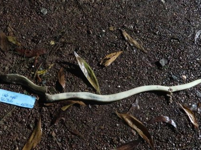 Tin tức trong ngày - Kể chiến tích bắt rắn, 2 ngày sau người đàn ông tử vong