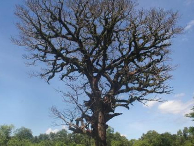 Tin tức trong ngày - Cây trôi cổ thụ hơn 300 tuổi ở Nghệ An chết khô sau khi được 'bảo dưỡng'