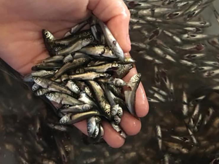 Thị trường - Tiêu dùng - Loại cá nhỏ "quê mùa" là đặc sản miền Tây, đầu mùa giá 300.000 đồng khách vẫn tranh mua