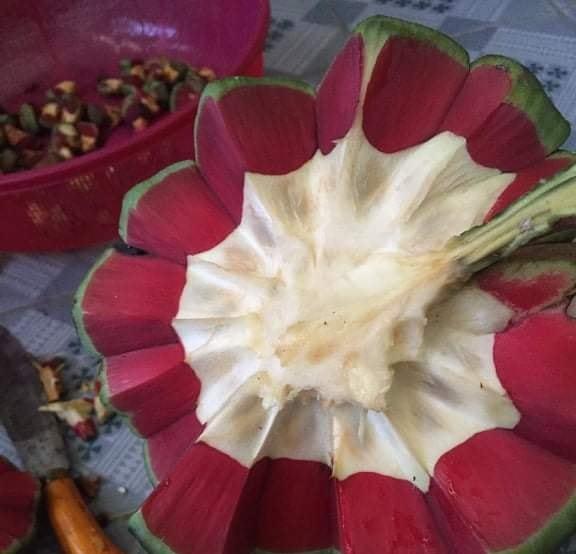 Điều đặc biệt của loại na ruột đỏ giá đắt gấp 3 lần “chỉ ngửi không ăn” nhiều người săn lùng - 2