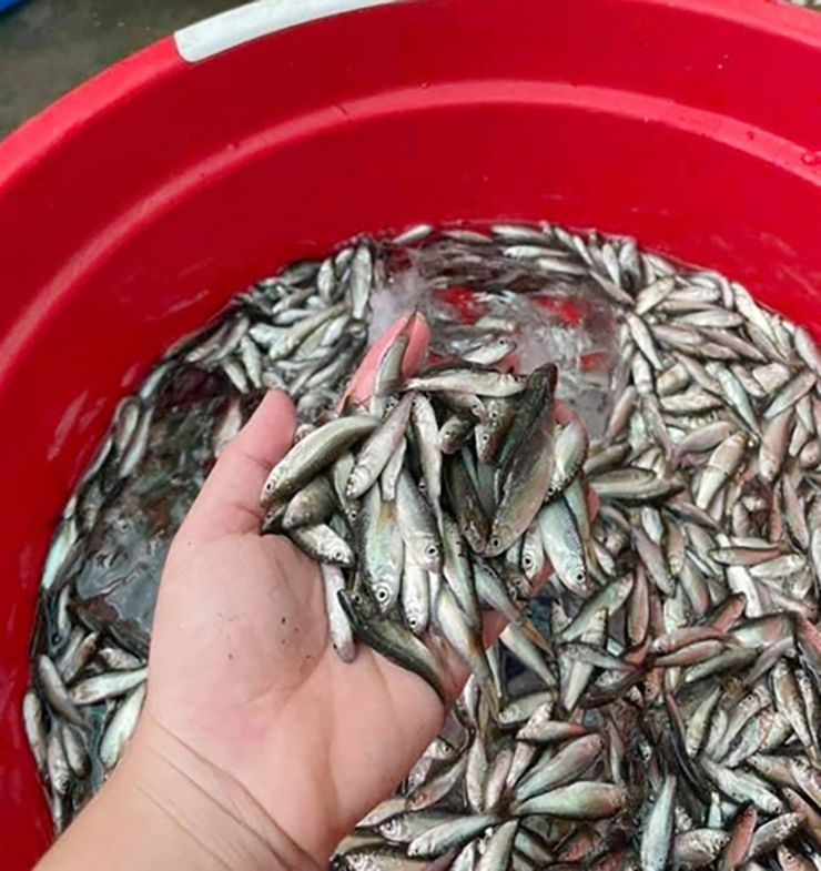Lượng cá linh năm nay cũng dồi dào nên ngay từ đầu mùa, người dân đã đặt dớn, đáy bắt cá linh mang đi bán cho thương lái.&nbsp;
