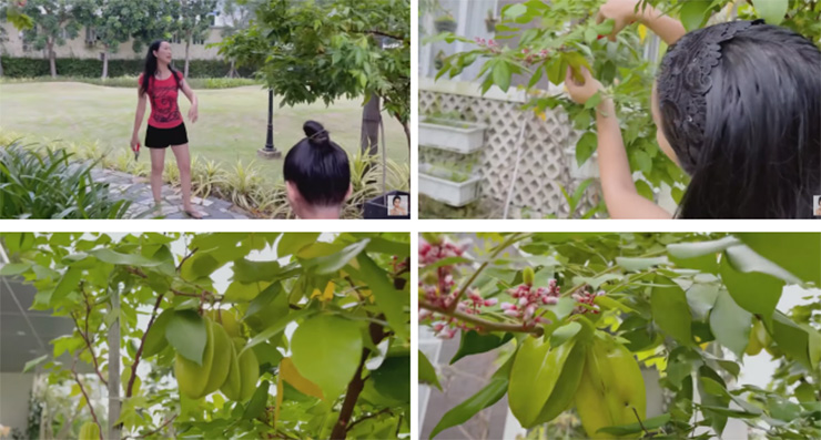 Cây khế nhà nàng hậu cũng không chịu kém cạnh với những chùm quả size "khủng". (Ảnh chụp màn hình)