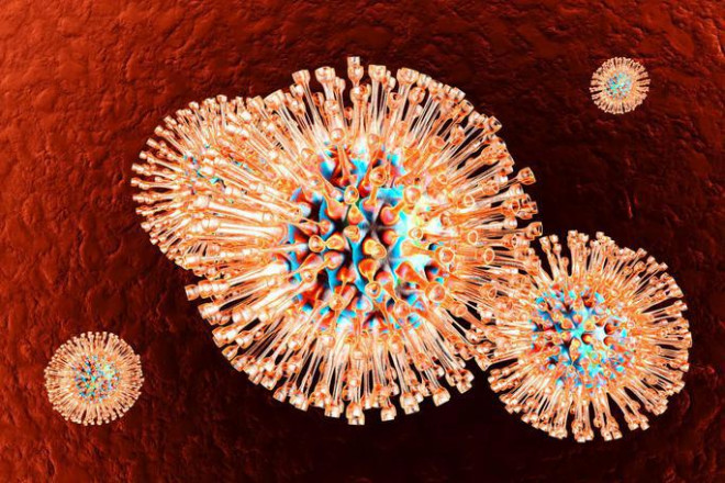 Virus herpes - Ảnh minh họa từ Internet
