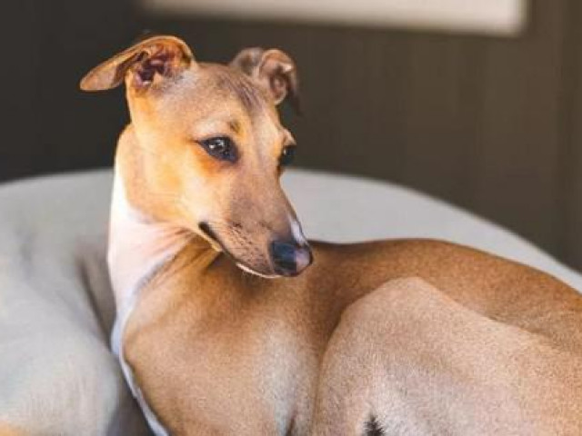 Sức khỏe đời sống - Pháp: Trường hợp đầu tiên nghi ngờ lây truyền bệnh đậu mùa khỉ từ người sang chó