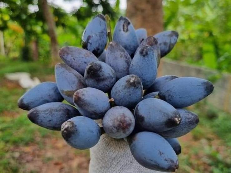 Thị trường - Tiêu dùng - Loại quả đen sì như than thành đặc sản, chị em chi cả triệu đồng mua về thưởng thức