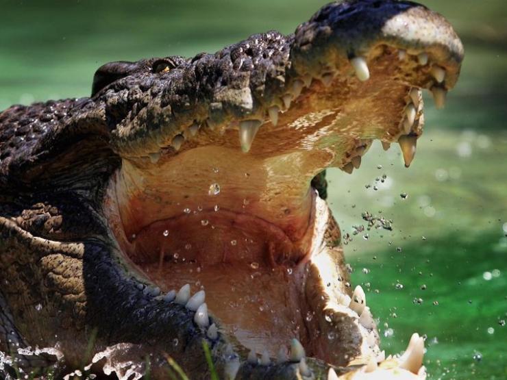 Media - Video: Cuộc chiến bắt con mồi khốc liệt của các "thợ săn" trong thế giới tự nhiên