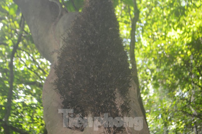 Một tổ dế rừng đặc kín trên thân cây