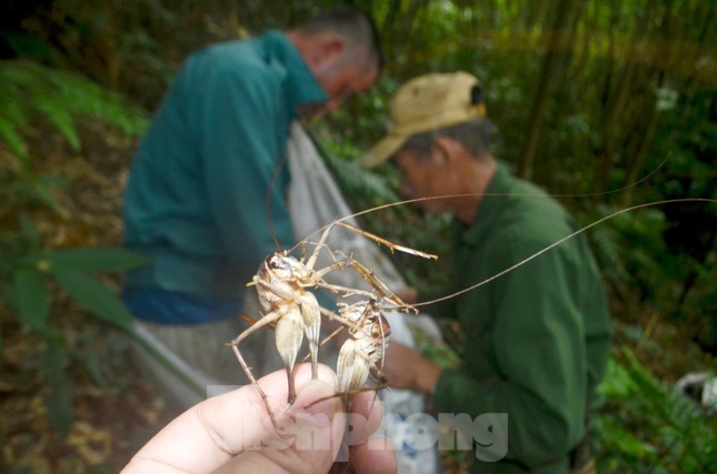 Để dụ những chú dế ra khỏi tổ, người thợ săn phải dùng màn làm bẫy chờ sẵn phía ngoài, sau đó lấy gậy đánh mạnh vào thân cây để thúc dế chui ra.