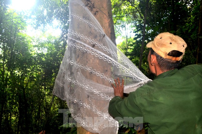 Ông Lương Văn Hải (ở xóm Khe Sài 2, xã Nghĩa Lộc, huyện Nghĩa Đàn, Nghệ An) cho biết: “Hôm nào may mắn gặp được tổ nặng thì hai anh em được hơn 10kg dế. Hôm nào ít cũng 3kg – 5kg. Với giá bán từ 200.000 – 350.000 đồng/kg, mỗi ngày chúng tôi cũng có bạc triệu”.