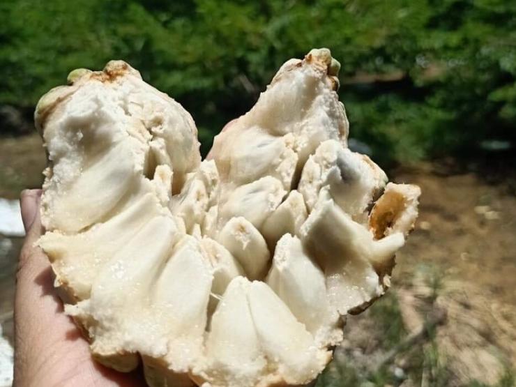 Thị trường - Tiêu dùng - Loại quả xưa “thất sủng” giờ thành đặc sản có giá lên tới hơn 230 nghìn đồng/kg