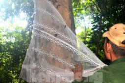 Thị trường - Tiêu dùng - Dùng màn giăng bẫy bắt dế rừng, bỏ túi tiền triệu mỗi ngày