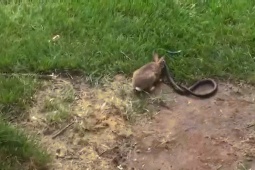 Media - Thấy rắn săn con non, thỏ mẹ nổi điên tung "liên hoàn cước" khiến kẻ thù bỏ chạy