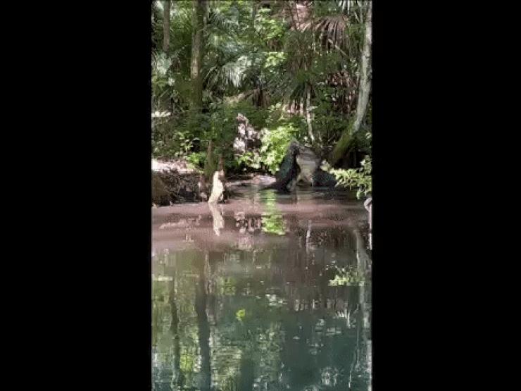 Phi thường - kỳ quặc - Mỹ: Hãi hùng video cá sấu "khủng" quăng quật, giết chết đồng loại