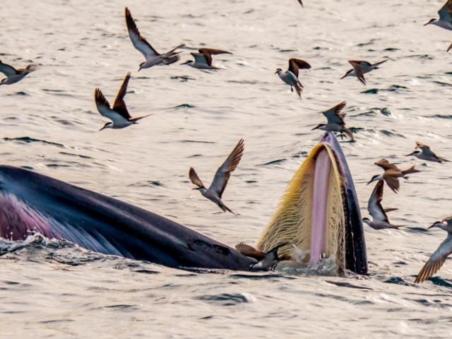 Tour đi xem cá voi xanh khổng lồ săn mồi ở Bình Định đang nóng hừng hực!