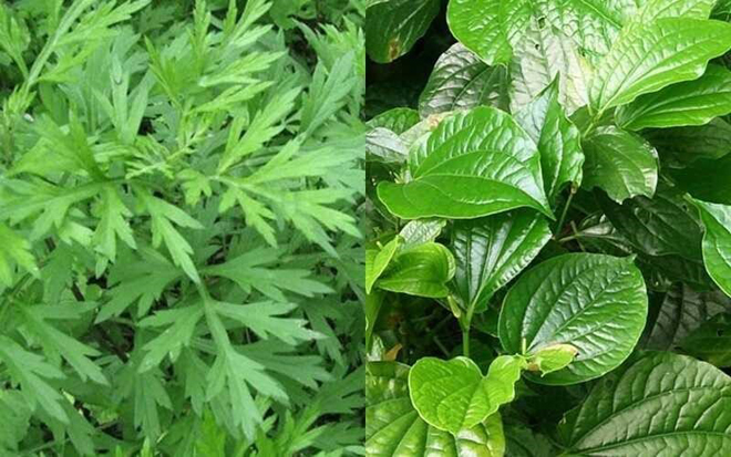 Ngải cứu – lá lốt có tác dụng giãn cơ nhưng không điều trị được nguyên nhân