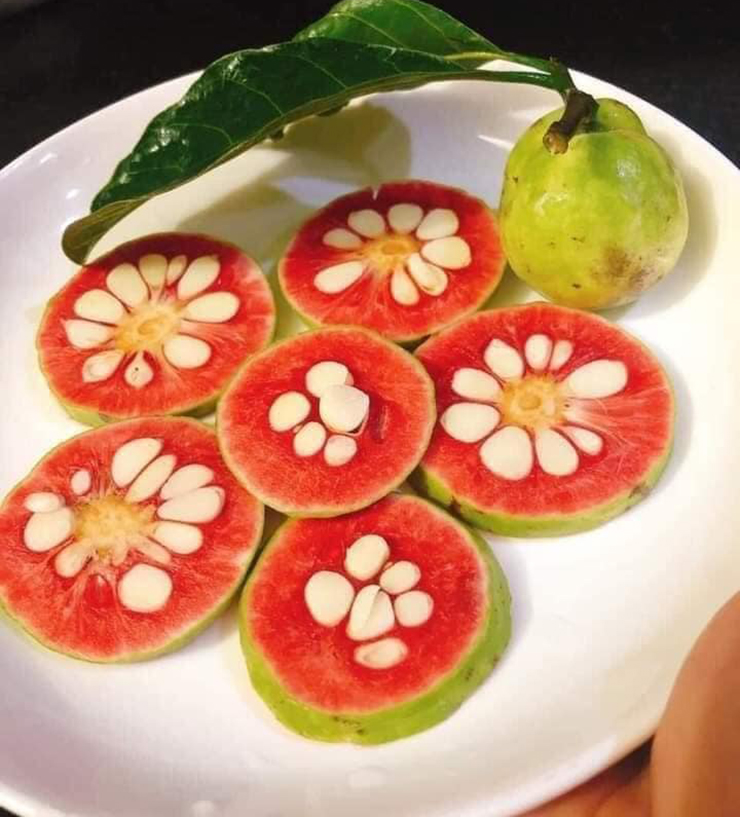 Chay là giống quả rất nhiều nhựa (mủ), hái trên cây không cẩn thận cũng có thể khiến quần áo bị dính bẩn không tẩy được
