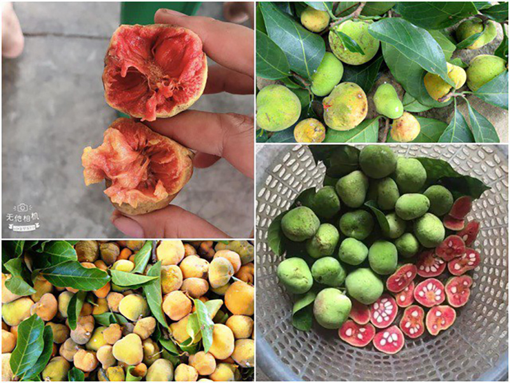 Trước đây, chay chín rụng đầy gốc, chỉ có đám trẻ con nhặt trái chín để ăn cho vui
