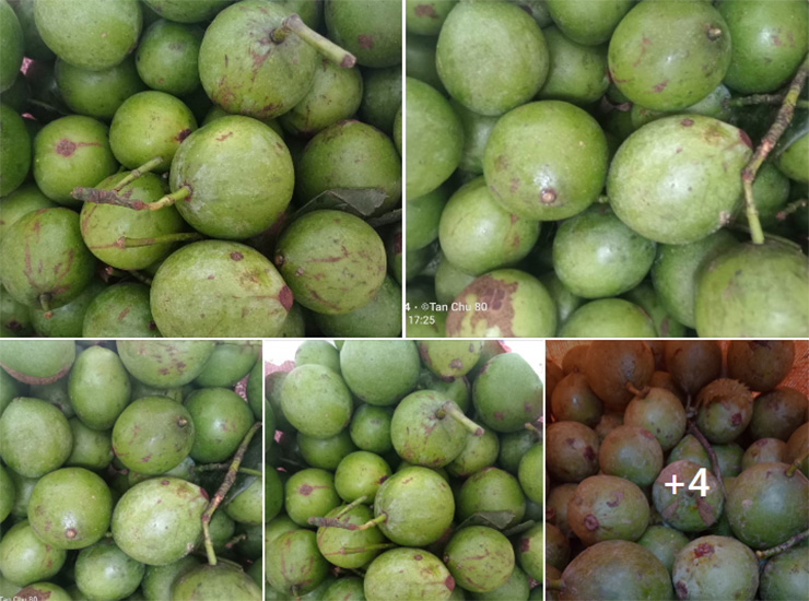 Miền Bắc có nhiều loại quả chua, mỗi quả có một đặc trưng riêng
