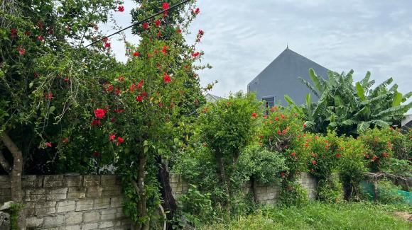 Khu vườn rợp bóng cây và được trồng nhiều loài
hoa khác nhau