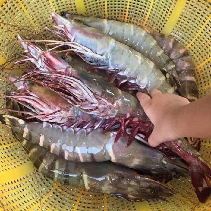 Tôm sú cụ khổng lồ