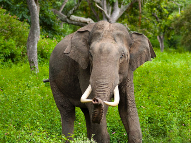 Thế giới - Thái Lan: Voi xé xác chủ vì bị ép làm quá sức