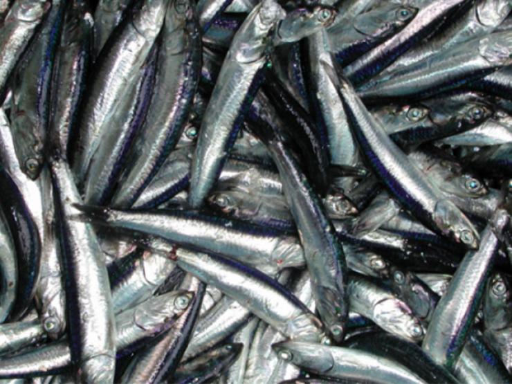 Thị trường - Tiêu dùng - Loại cá "nhà nghèo" trước không ai ăn, nay đổi đời thành đặc sản giá 120.000 đồng/kg