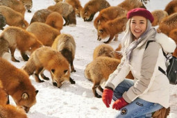 Du lịch - Thích thú với ngôi làng có hàng trăm con cáo béo ở Nhật Bản