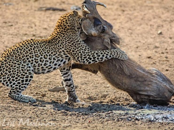 Media - Đang "tra tấn" lợn rừng, báo đốm cay đắng để 2 thú dữ cướp mồi