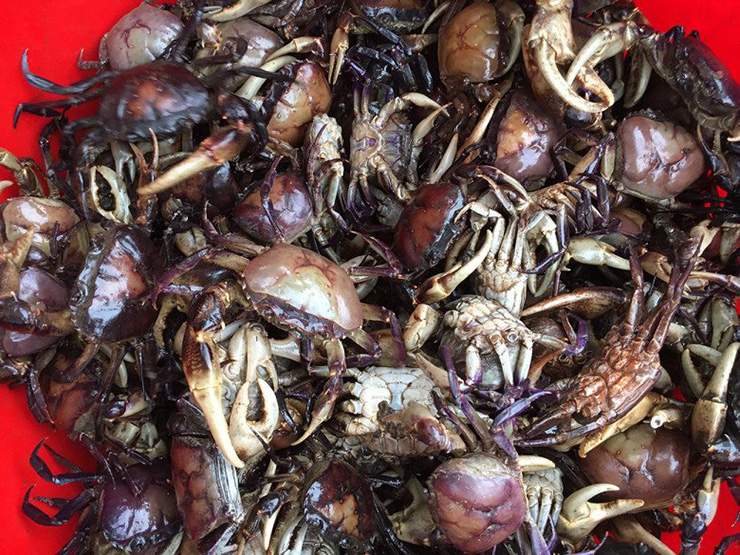 Cua vang có kích thước cỡ đầu ngón chân cái, trọng lượng khoảng 10 – 20 gram/con
