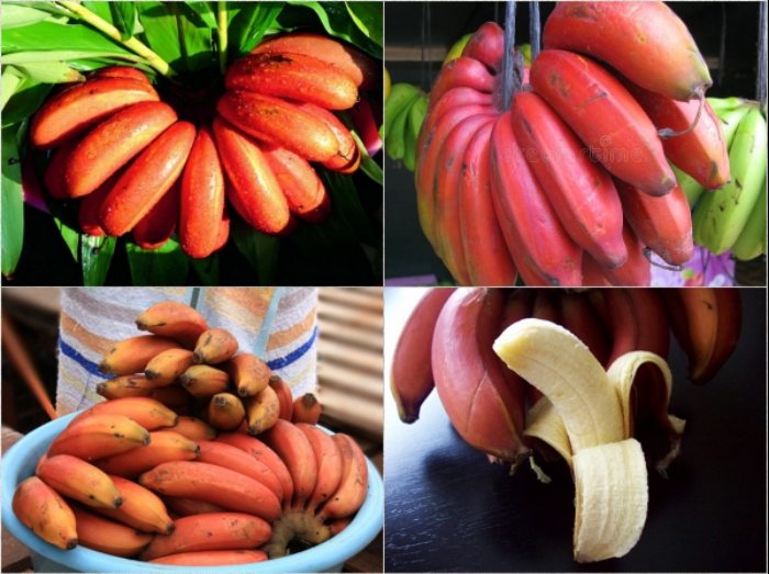 4 loại quả kỳ dị nhất thế giới, 1 quả ở Việt Nam mọc đầy - 3