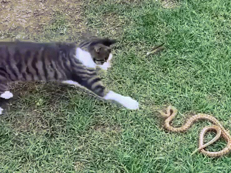 Media - Mèo tung "mưa" đòn tát nhanh như chớp khiến "mãng xà" bỏ chạy