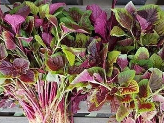 Ẩm thực - Những loại rau "bổ hơn thịt, rẻ hơn thuốc" bán đầy ngoài chợ, nhiều người không biết mà ăn