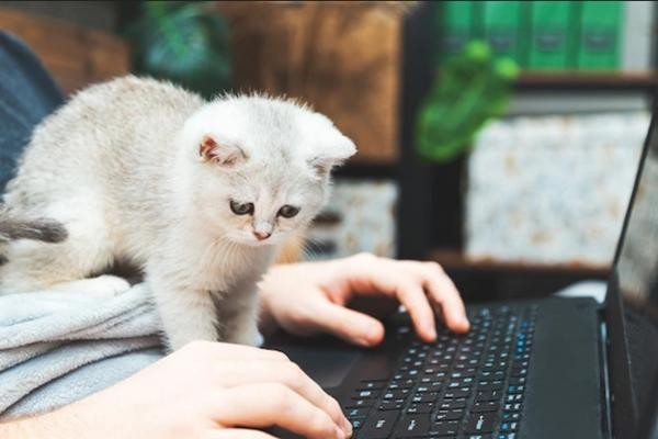 Chú mèo đã xuất hiện trên màn hình 5 lần khi cô giáo đang dạy online. (Ảnh minh họa: Freepik).