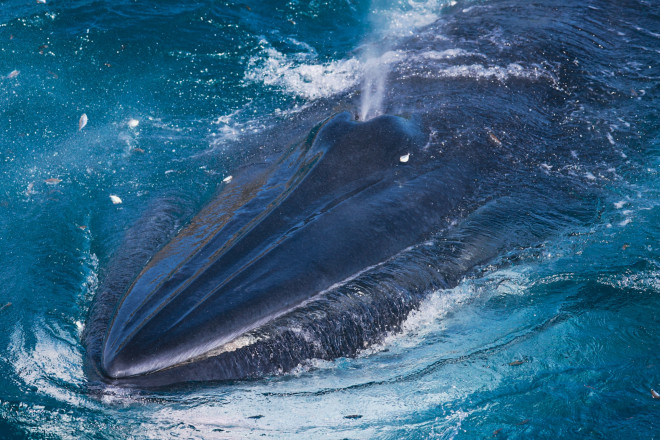 Cá voi có kích thước khá lớn, có thể nguy hiểm khi tàu thuyền tới gần