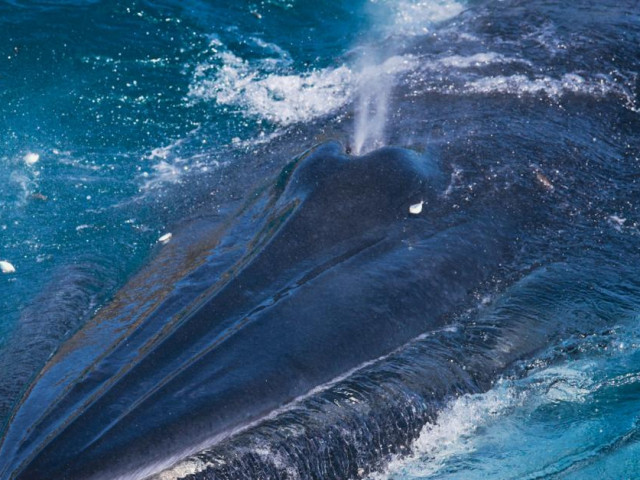 Du lịch - Hàng ngàn du khách đến xem cá voi ở biển Đề Gi: Không đến quá gần, đề phòng bị tấn công