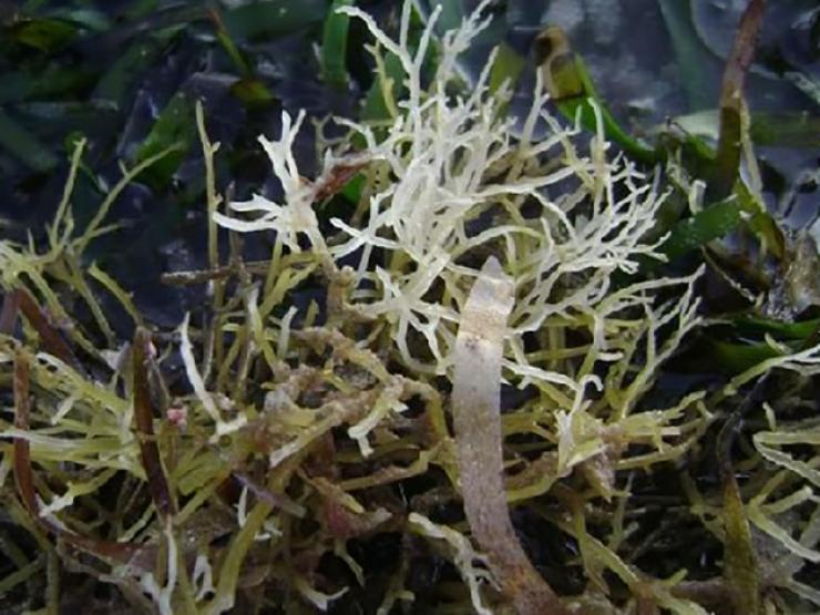 Thị trường - Tiêu dùng - Xưa hái bỏ đi, loại rau dại này giờ được ví như "lộc trời" giá 800.000 đồng/kg