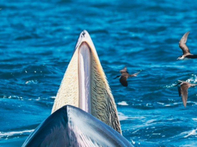 Bắt trọn khoảnh khắc cá voi săn mồi ở cửa biển Đề Gi