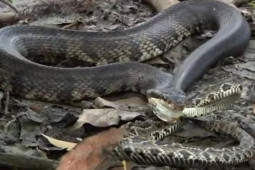 Media - Trận kịch chiến giữa rắn đuôi chuông và loài rắn có mệnh danh "cỗ quan tài đen"