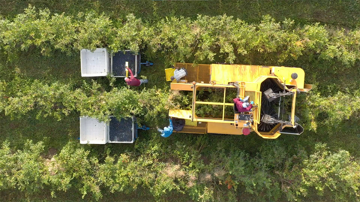 Blueberry Hoa Kỳ rộn ràng vào mùa - 1